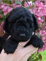 Zwarte dwergpoedel pups (reutjes)